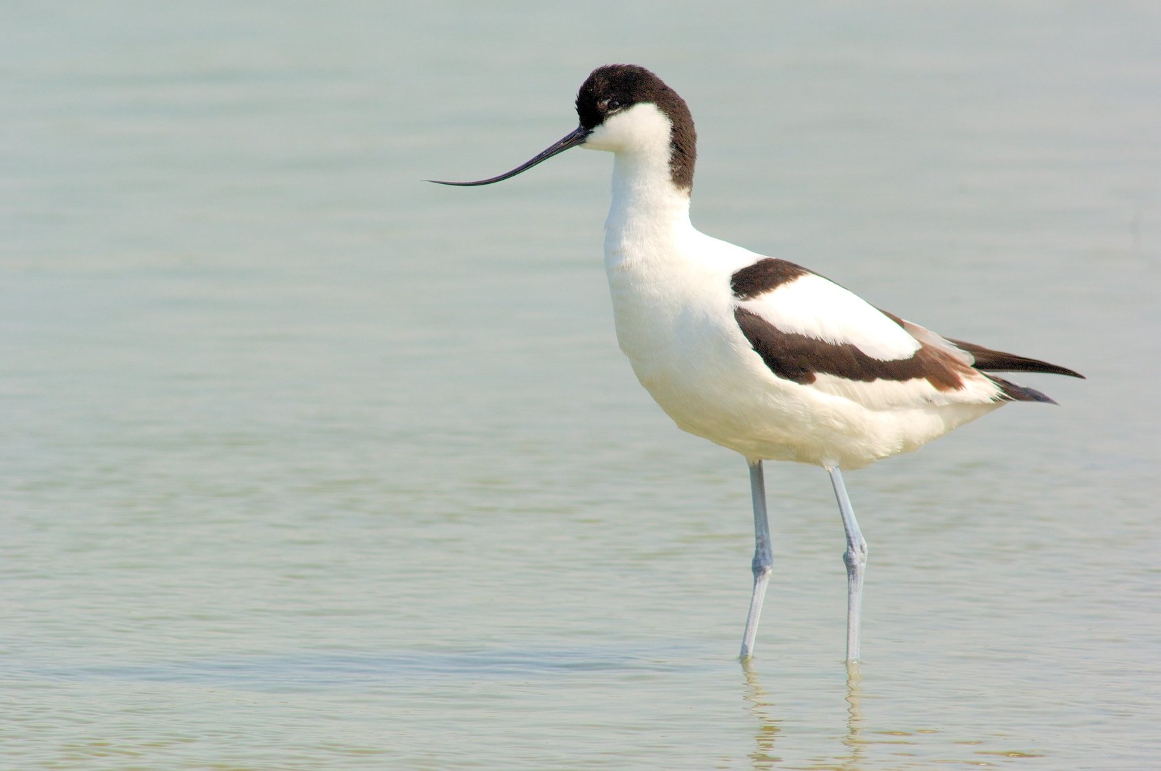 Avocette élégante
